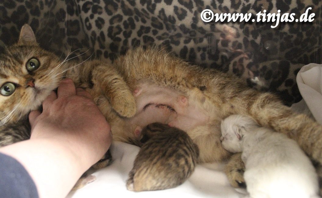 Britisch Kurzhaar Katzenbabys